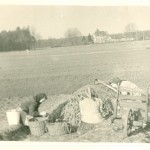 Przebieranie kartofli. W tle Lesniczówka od strony ul. Miarowej. Gostyń. Przebieranie kartofli.