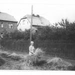 Żniwa. Gostyń. Żniwa.